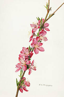 Childrens Room Animal Art - Peach Prunus Persica  by Royal Charles Steadman. by Artistic Rifki