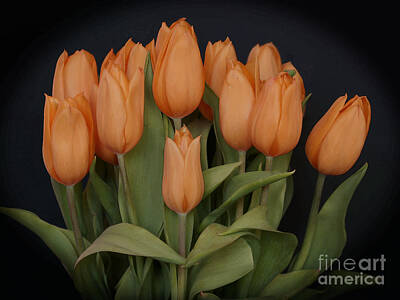 Mt Rushmore Royalty Free Images - Peachy Keen Tulips Royalty-Free Image by Ann Horn