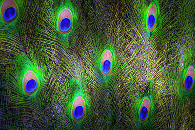 Mark Andrew Thomas Photos - Peacock Feathers by Mark Andrew Thomas