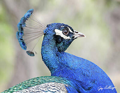 Target Threshold Watercolor - Peacock Head Shot by Jay Billings