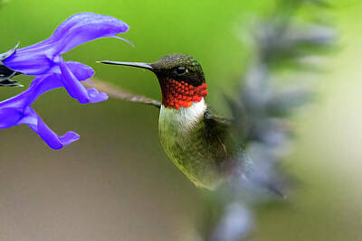 Paintings For Children Cindy Thornton - Peek-a-Boo with a Ruby-throated Hummingbird by Steve Samples