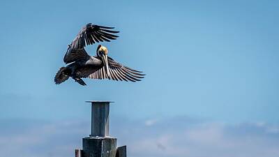 Animals Photos - Pelican Final Approach by Trey Cranford