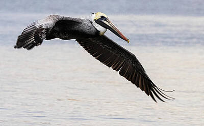 Lori A Cash Royalty-Free and Rights-Managed Images - Pelican Flying Low by Lori A Cash