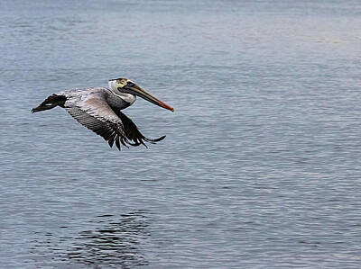 Lori A Cash Royalty-Free and Rights-Managed Images - Pelican Flying Low Over Creek by Lori A Cash