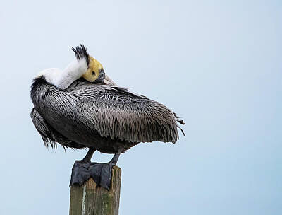 Lori A Cash Royalty-Free and Rights-Managed Images - Pelican Head Tucked Into Wings by Lori A Cash