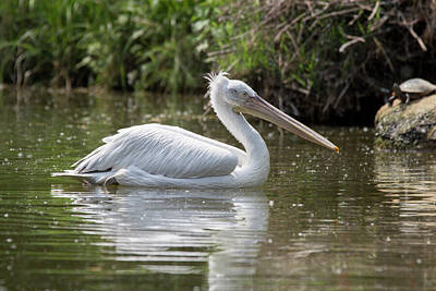 Birds Photo Rights Managed Images - Pelican in a lake Royalty-Free Image by Pietro Ebner