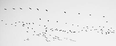 University Icons - Pelican Migration in Black and White Panorama by Gaby Ethington