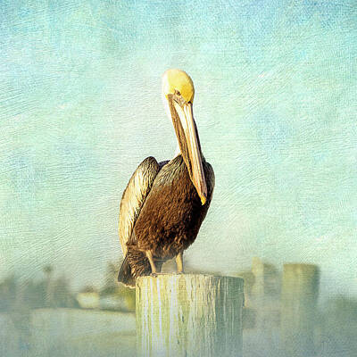 Abstract Works Royalty Free Images - Pelican Perch with Textures - Square Royalty-Free Image by Patti Deters