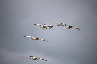 Abstract Stripe Patterns - Pelican Squadron by Michaela Perryman