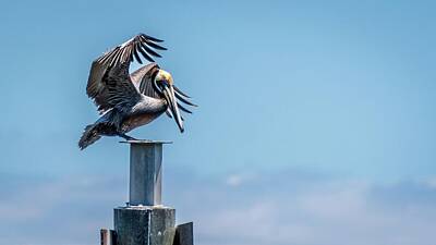 Animals Photos - Pelican Wings Spread by Trey Cranford