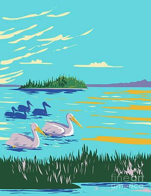 Royalty-Free and Rights-Managed Images - Pelicans in Astotin Lake Within Elk Island National Park in Alberta Canada WPA Poster Art by Aloysius Patrimonio
