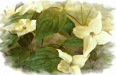 Animals And Earth - Pennsylvania White Dogwood by Susan Maxwell Schmidt