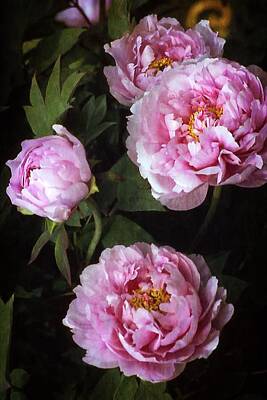 Halloween Elwell Royalty Free Images - Peonies Royalty-Free Image by Rebecca Renfro