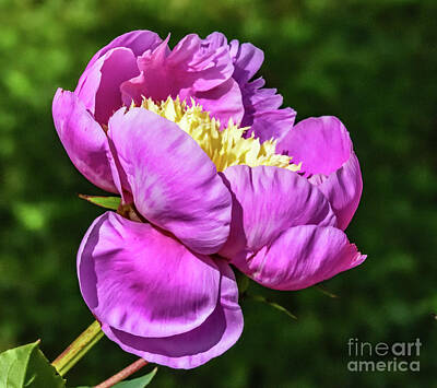 Abstract Airplane Art Rights Managed Images - Peonies Showiness Royalty-Free Image by Cindy Treger