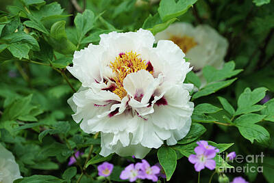 Train Photography Rights Managed Images - Peony in White and Purple Royalty-Free Image by Rachel Cohen