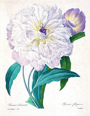 Floral Drawings - Peony or paeony illustration 1827 r2 by Botany