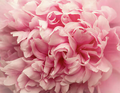 On Trend Breakfast Royalty Free Images - Peony Royalty-Free Image by Tricia Louque