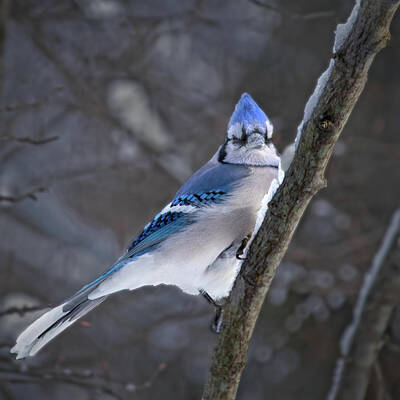 Ira Marcus Royalty-Free and Rights-Managed Images - Perched Blue Jay 1 by Ira Marcus