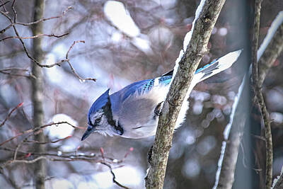 Ira Marcus Royalty-Free and Rights-Managed Images - Perched Blue Jay 2 by Ira Marcus