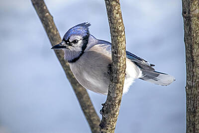 Ira Marcus Royalty-Free and Rights-Managed Images - Perched Blue Jay 3 by Ira Marcus