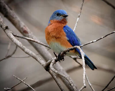 Amy Kirkpatrick Watercolor Hummingbirds - Perched Bluebird by Glenn Thompson