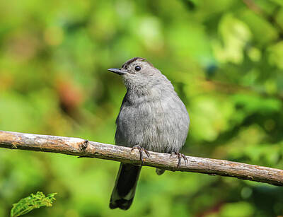 I Scream You Scream We All Scream For Ice Cream Royalty Free Images - Perched Gray Catbird Royalty-Free Image by Dan Sproul