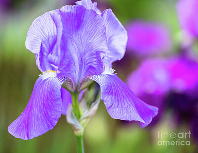 Cowboy Royalty Free Images - Perennial Purple Iris Royalty-Free Image by Janice Noto
