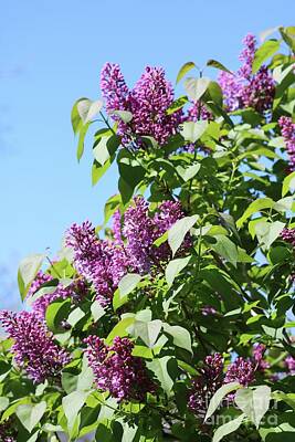 Kids Cartoons - Perfect Lilacs with Blue Sky by Carol Groenen