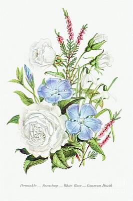 Whimsical Flowers - Periwinkle, Snowdrop, White Rose and Common Heath from The Language of Flowers, or, Floral Emblems o by Shop Ability