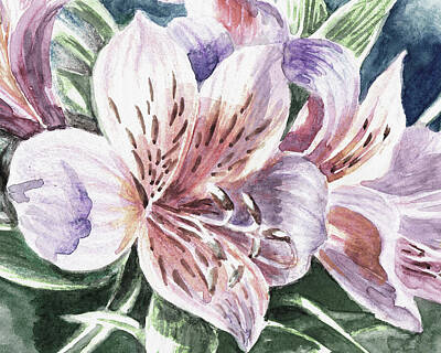 Lilies Royalty-Free and Rights-Managed Images - Peruvian Lily Watercolor Flowers  by Irina Sztukowski