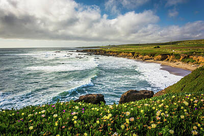 Beach Days - Pescadero Flowers by Jon Bilous