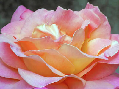 Roses Royalty Free Images - Petals of a Rose Royalty-Free Image by Brenton Cooper