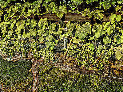 Lori A Cash Royalty-Free and Rights-Managed Images - Petit Verdot Green Grapes by Lori A Cash