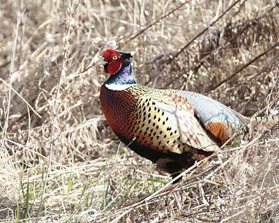 Female Outdoors - Pheasant 2 by Arvin Miner