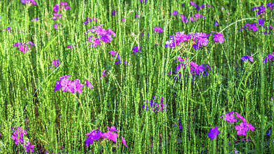 Mixed Media Rights Managed Images - Phlox Among the Grasses Royalty-Free Image by Carol Fox Henrichs