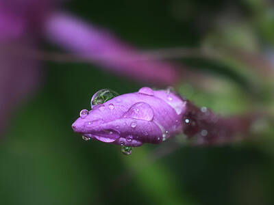 Crazy Cartoon Creatures - Phlox Bud in Rain by Chester Wiker
