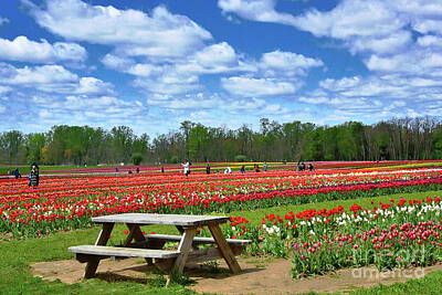 Signs For The Modern Restaurant - Pick Your Own Tulips Landscape by Regina Geoghan