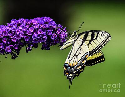 Lighthouse - Picture Perfect Eastern Tiger Swallowtail by Cindy Treger