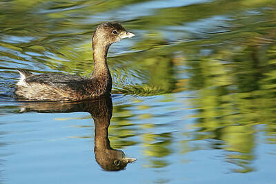 Lori A Cash Royalty-Free and Rights-Managed Images - Pied-billed Grebe Relection by Lori A Cash