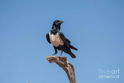 Train Photography - Pied crow Corvus albus, Namibia l7 by Amos Gal