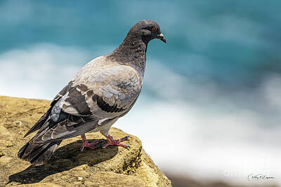 Achieving - Pigeon standing on a Ledge near Pacific Ocean by Phillip Espinasse
