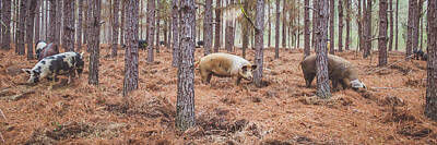 Mammals Digital Art - Pigs go Panorama by Brandi Fitzgerald