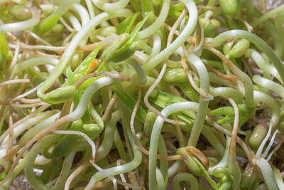 Pretty In Pink - Mung Bean Sprouts by Damian Pawlos