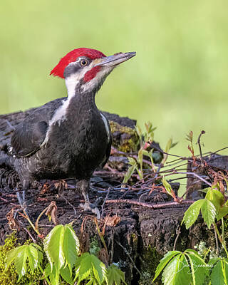 Dan Beauvais Royalty-Free and Rights-Managed Images - Pileated on a Stump #6068 by Dan Beauvais