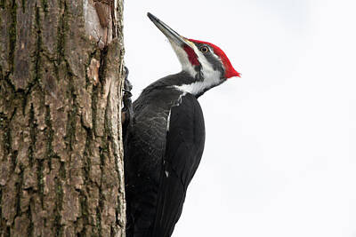 Religious Paintings - Pileated Woodpecker 2020 02 by Judy Tomlinson