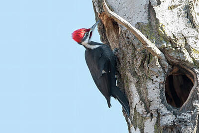 Negative Space Royalty Free Images - Pileated Woodpecker at Saunders Pond 2021 01 Royalty-Free Image by Judy Tomlinson