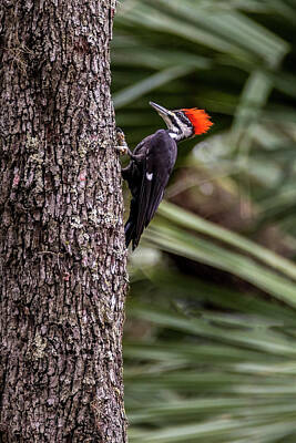 Travel Luggage Royalty Free Images - Pileated Woodpecker in the Palms Royalty-Free Image by Patti Deters