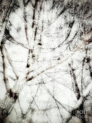 Sports Patents - Pine Branches Photography Abstract  by Antonia Surich