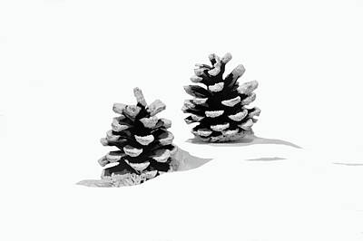 Chocolate Lover - Pine In Snow by Maria Faria Rodrigues