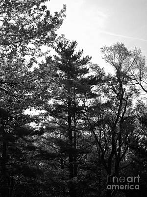 Frank J Casella Rights Managed Images - Pine Tree Morning Silhouette - Black and White Royalty-Free Image by Frank J Casella